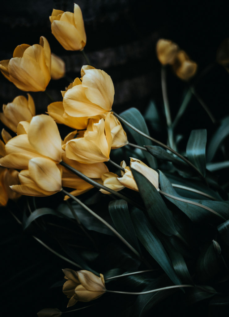 A bouquet of yellow tulips.