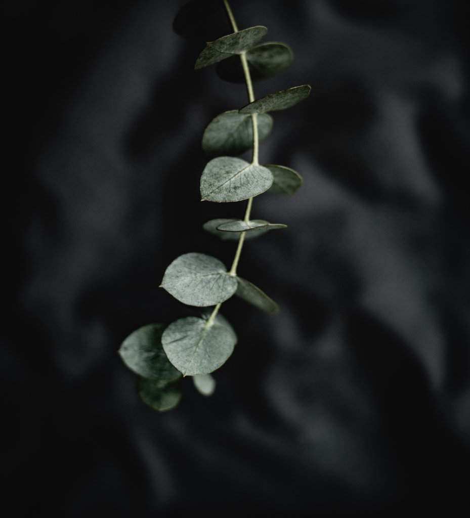 A fresh branch of eucalyptus.