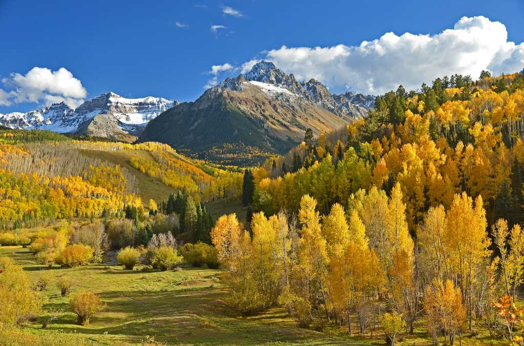 A forest in the fall when the leaves are yellow.